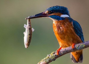 Kalametiya Eco Bird Watching